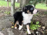 Ashoka, a female Miniature Australian Shepherd for sale in Tacoma, WA – 6 of 8