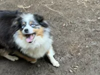 Roxy Foxy Lady, a female Toy Australian Shepherd for sale in Tacoma, WA – 5 of 7