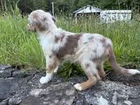Daisy May, a female Miniature Australian Shepherd for sale in Tacoma, WA – 7 of 7