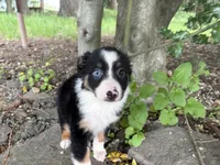 Ashoka, a female Miniature Australian Shepherd for sale in Tacoma, WA – 3 of 8