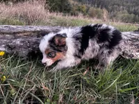 Cedar, a male Miniature Australian Shepherd for sale in Tacoma, WA – Photo 6 of 6
