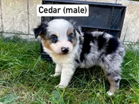Cedar, a male Miniature Australian Shepherd for sale in Tacoma, WA – Photo 4 of 6