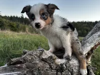 Cedar, a male Miniature Australian Shepherd for sale in Tacoma, WA – Photo 5 of 6