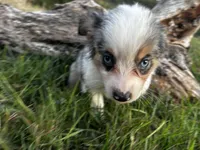 Cedar, a male Miniature Australian Shepherd for sale in Tacoma, WA – Photo 3 of 6
