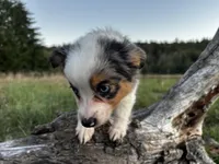 Cedar, a male Miniature Australian Shepherd for sale in Tacoma, WA – Photo 2 of 6