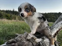 Cedar, a male Miniature Australian Shepherd for sale in Tacoma, WA – Photo 1 of 6