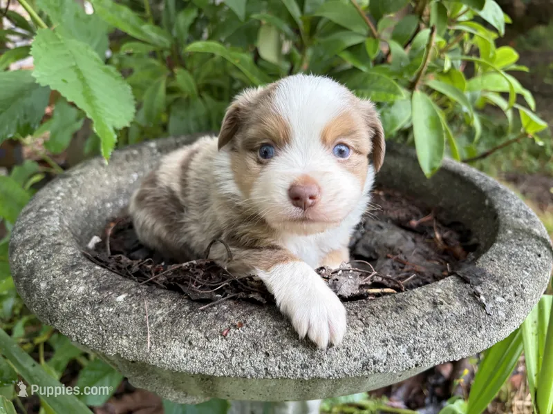 Captain – Miniature Australian Shepherd puppy for sale in Tacoma, WA