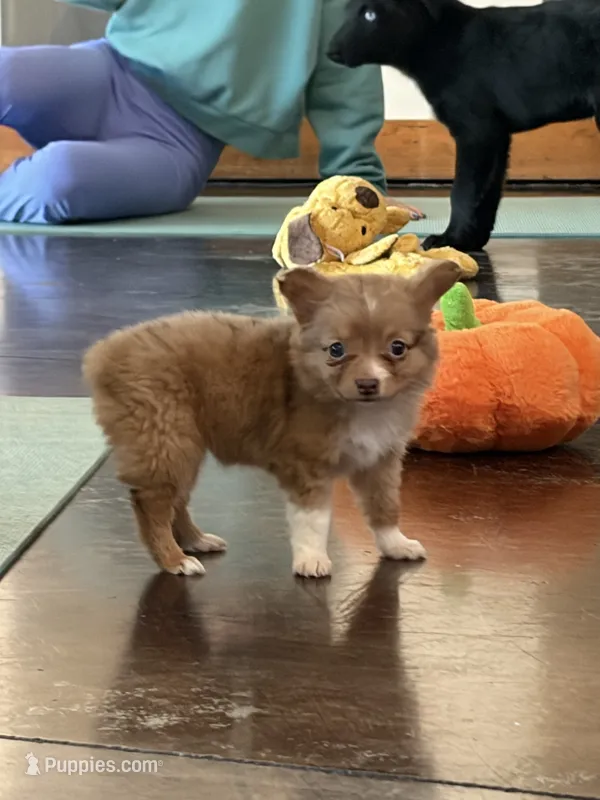 Velocityraptor – Toy Australian Shepherd puppy for sale in Tacoma, WA