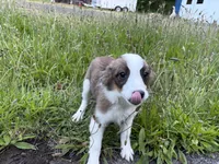 Jasper, a male Miniature Australian Shepherd for sale in Tacoma, WA – 5 of 10