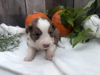 Scooby, a male Miniature Australian Shepherd for sale in Tacoma, WA – 2 of 6