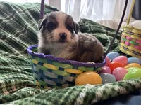 Valentino, a male Miniature Australian Shepherd for sale in Tacoma, WA – Photo 3 of 6