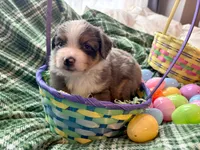 Valentino, a male Miniature Australian Shepherd for sale in Tacoma, WA – Photo 2 of 6