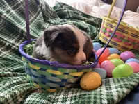Valentino, a male Miniature Australian Shepherd for sale in Tacoma, WA – Photo 4 of 6