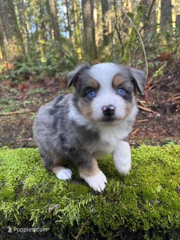 Valentino – Miniature Australian Shepherd puppy for sale in Tacoma, WA