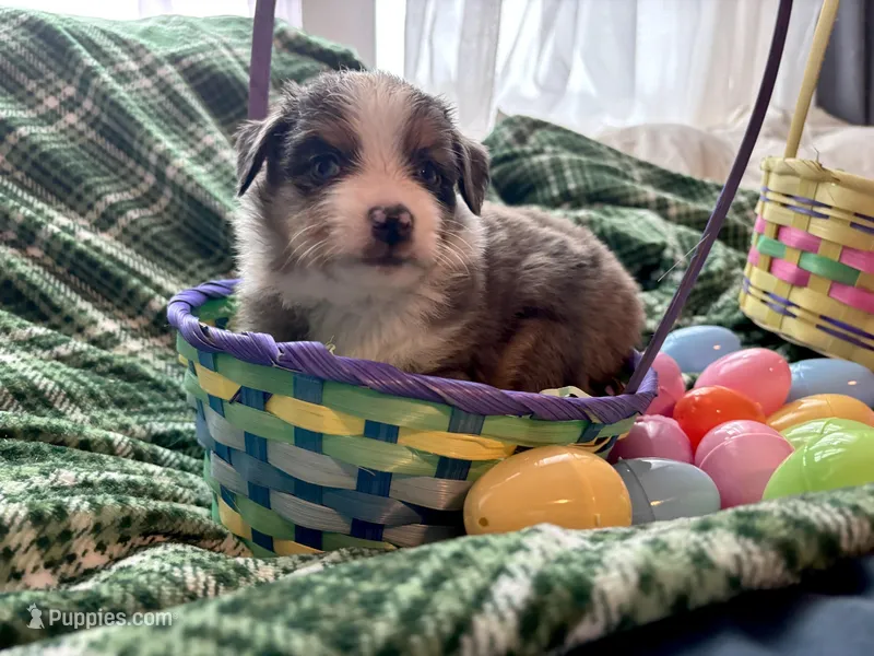 Valentino – Miniature Australian Shepherd puppy for sale in Tacoma, WA