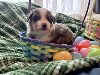 Valentino, a male Miniature Australian Shepherd for sale in Tacoma, WA – Photo 1 of 6