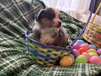 Valentino, a male Miniature Australian Shepherd for sale in Tacoma, WA – Photo 6 of 6