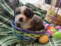 Valentino, a male Miniature Australian Shepherd for sale in Tacoma, WA – Photo 5 of 6