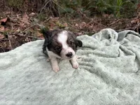 Swallow, a female Miniature Australian Shepherd for sale in Tacoma, WA – Photo 2 of 4