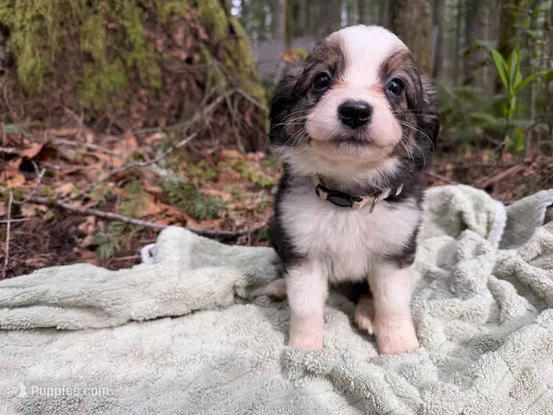 Wren – Miniature Australian Shepherd puppy for sale in Tacoma, WA