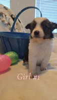 Wren, a female Miniature Australian Shepherd for sale in Tacoma, WA – Photo 3 of 4