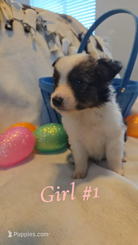 Wren – Miniature Australian Shepherd puppy for sale in Tacoma, WA