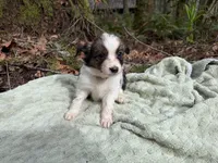 Swallow, a female Miniature Australian Shepherd for sale in Tacoma, WA – Photo 4 of 4
