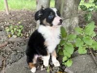 Ashoka, a female Miniature Australian Shepherd for sale in Tacoma, WA – 2 of 8
