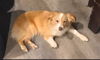 Nugget, a male Toy Australian Shepherd for sale in Tacoma, WA – 2 of 3