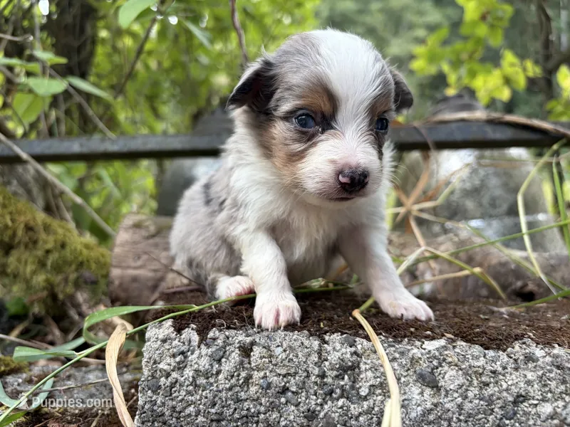 Dimitridon – Toy Australian Shepherd puppy on hold in Tacoma, WA