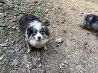 Roxy Foxy Lady, a female Toy Australian Shepherd for sale in Tacoma, WA – 4 of 7