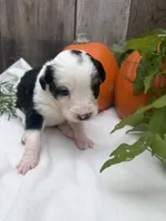 Bandit, a male Miniature Australian Shepherd for sale in Tacoma, WA – 2 of 5