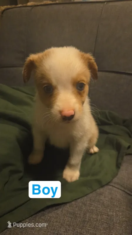 Wrangler – Miniature Australian Shepherd puppy for sale in Tacoma, WA