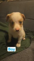 Wrangler, a male Miniature Australian Shepherd for sale in Tacoma, WA – 1 of 2