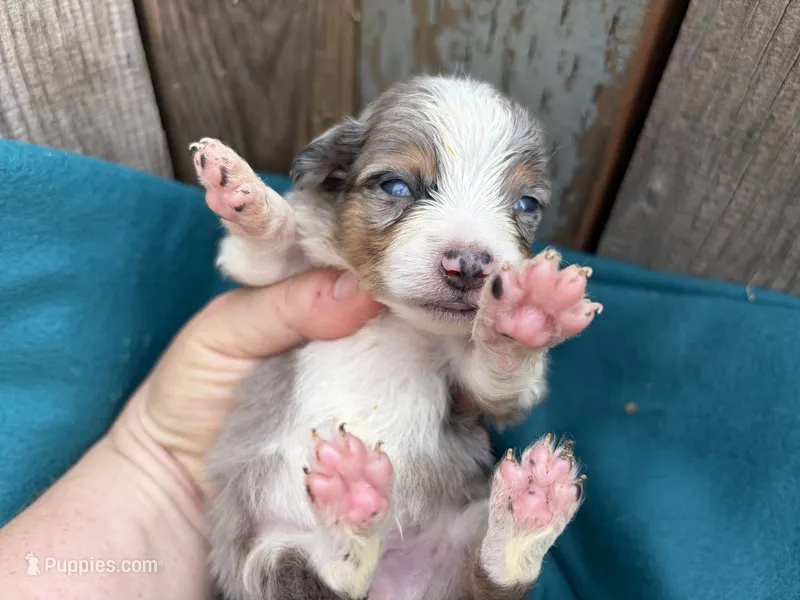 Pa-Terydactly – Toy Australian Shepherd puppy for sale in Tacoma, WA