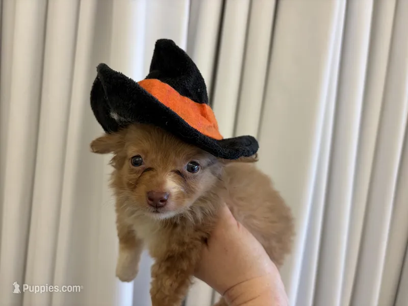Velocityraptor – Toy Australian Shepherd puppy for sale in Tacoma, WA