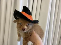 Velocityraptor, a female Toy Australian Shepherd for sale in Tacoma, WA – 1 of 4