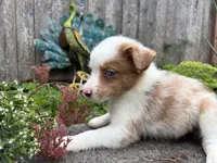 Wrangler, a male Miniature Australian Shepherd for sale in Tacoma, WA – 7 of 8