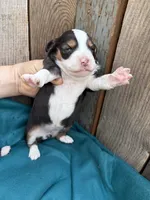 Coco, a female Miniature Australian Shepherd for sale in Tacoma, WA – 3 of 4