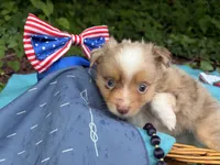 Liberty Belle, a female Toy Australian Shepherd for sale in Tacoma, WA – 5 of 10