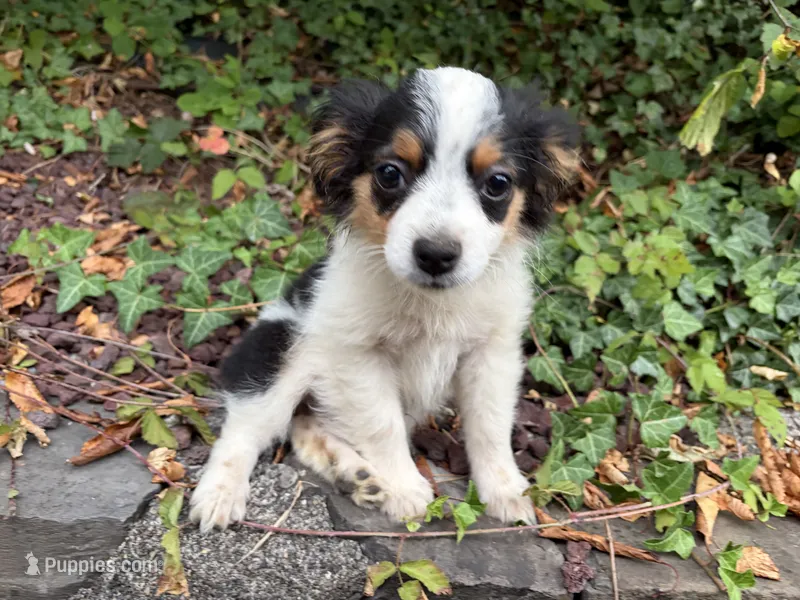 Moo Moo – Toy Australian Shepherd puppy for sale in Tacoma, WA
