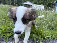 Jasper, a male Miniature Australian Shepherd for sale in Tacoma, WA – 3 of 10