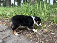 Ashoka, a female Miniature Australian Shepherd for sale in Tacoma, WA – 7 of 8