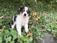 Moo Moo, a female Toy Australian Shepherd for sale in Tacoma, WA – 3 of 6