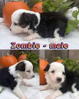 Zombie, a male Miniature Australian Shepherd for sale in Tacoma, WA – 1 of 4