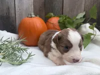 Scooby, a male Miniature Australian Shepherd for sale in Tacoma, WA – 5 of 6