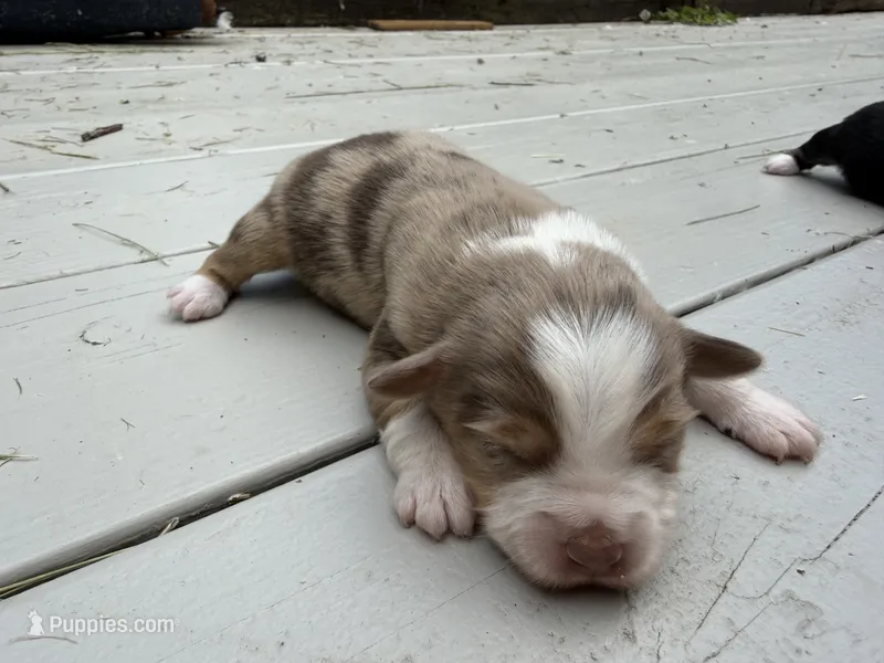 Captain – Miniature Australian Shepherd puppy for sale in Tacoma, WA