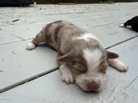 Captain, a male Miniature Australian Shepherd for sale in Tacoma, WA – 1 of 5