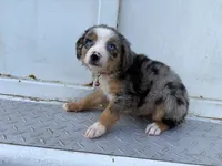 Leia, a female Miniature Australian Shepherd for sale in Tacoma, WA – 2 of 4