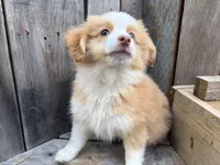 Sparkler, a male Toy Australian Shepherd for sale in Tacoma, WA – 2 of 9